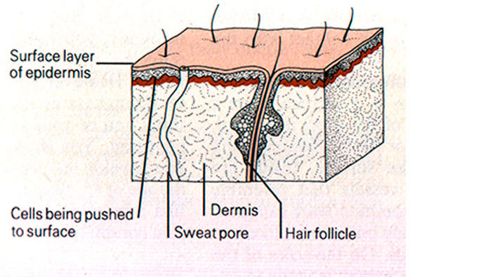 Skin and hair medical illustration for a textbook. Shows the original scan provided by the author