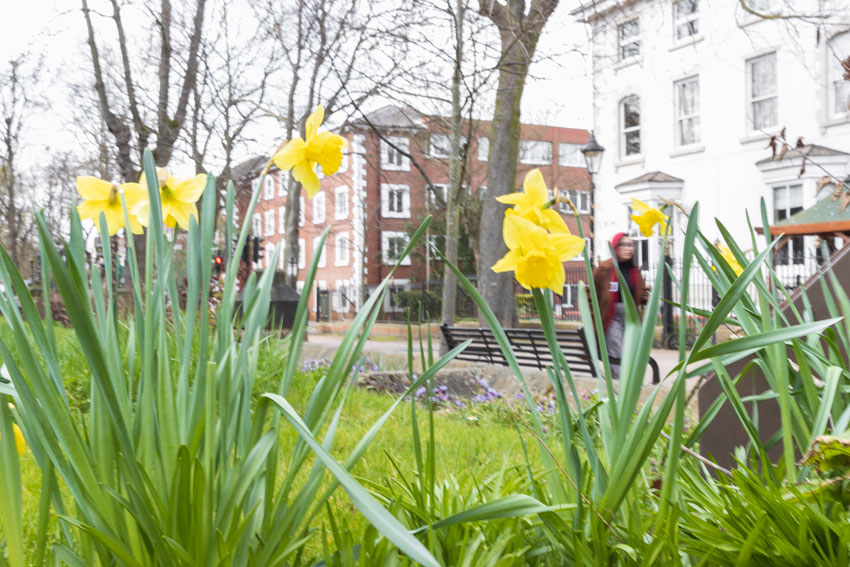 Photograph of daffodils close-up with green grass behind, then The Belmont Hotel Leicester in the background, and other high office buildings and trees in the background