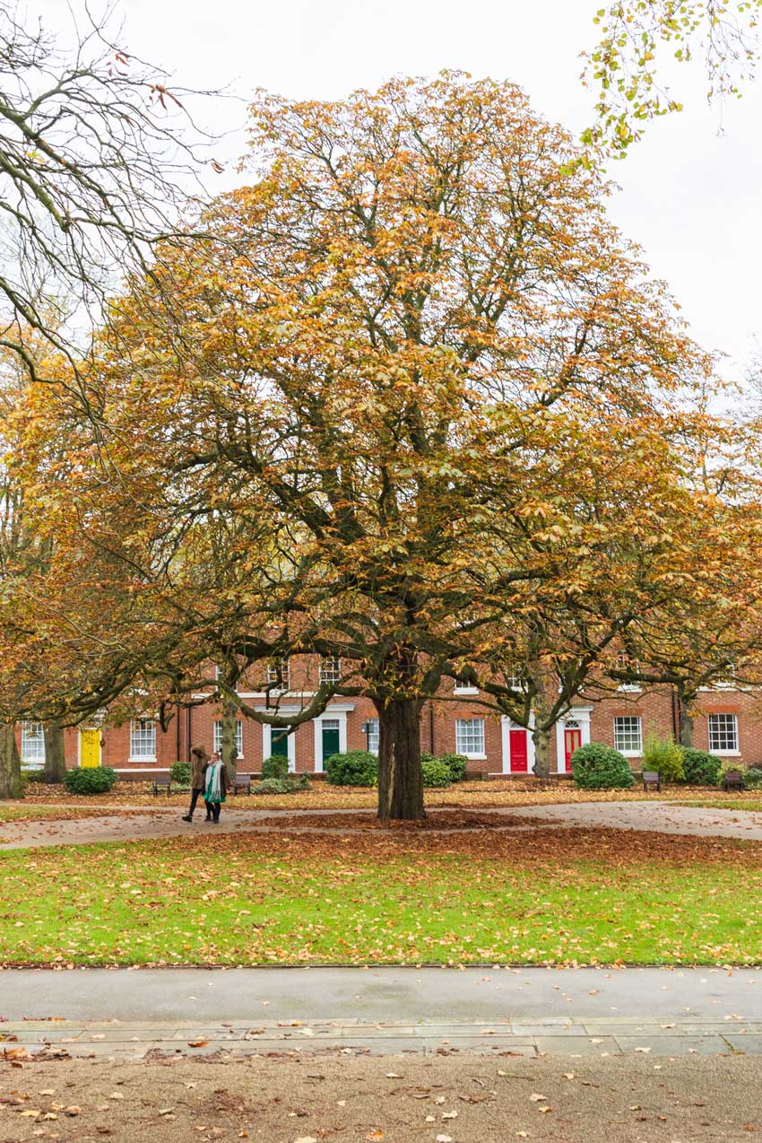 Large tree, in a triangle shape, then many yellow, red and orange, leaves. Row of houses behind the large tree, and green grass in front of the tree. 2 people walking under the tree