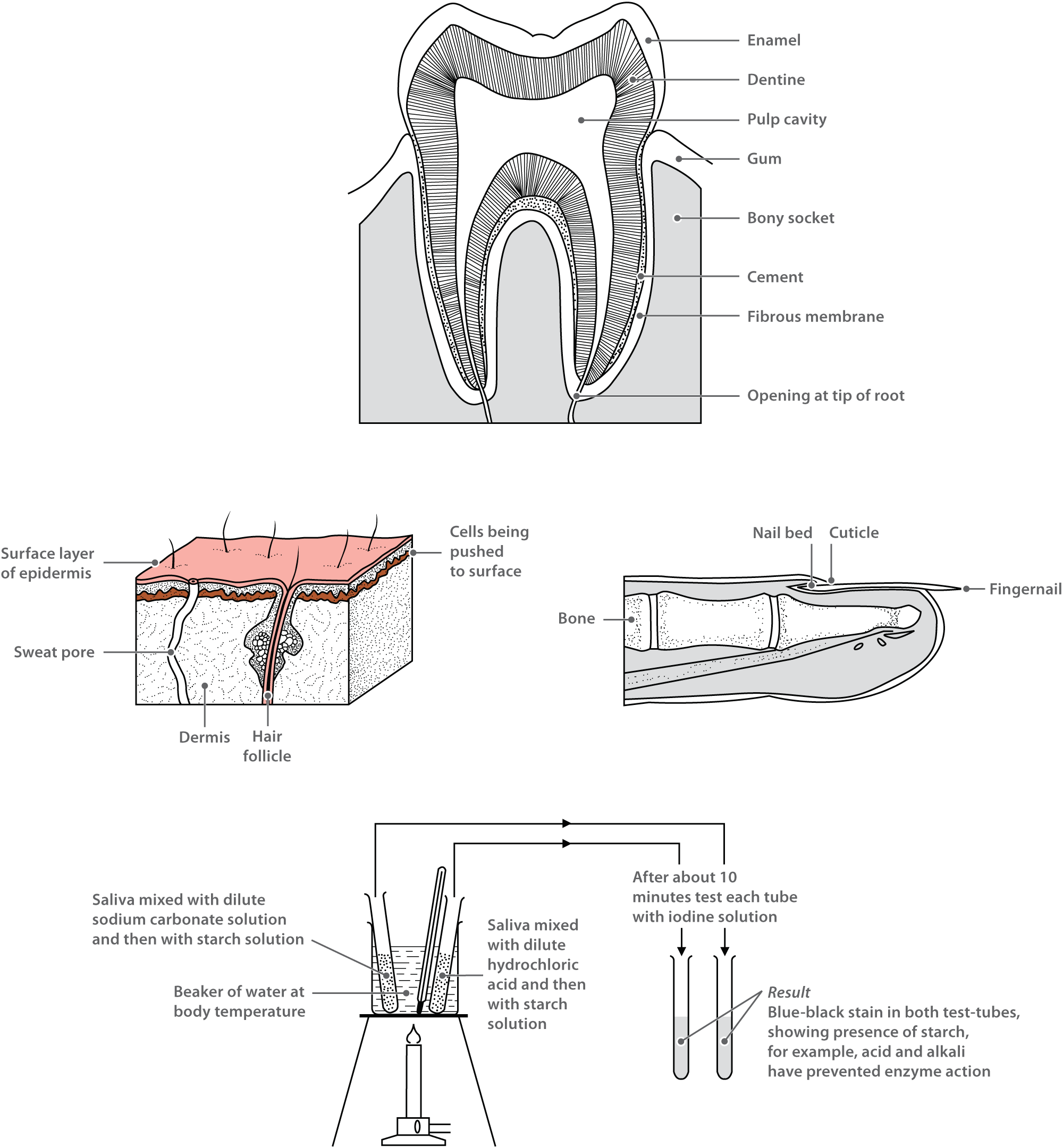 Technical illustration of 4 drawings: tooth, hair scalp, finger nail, and bunsen burner